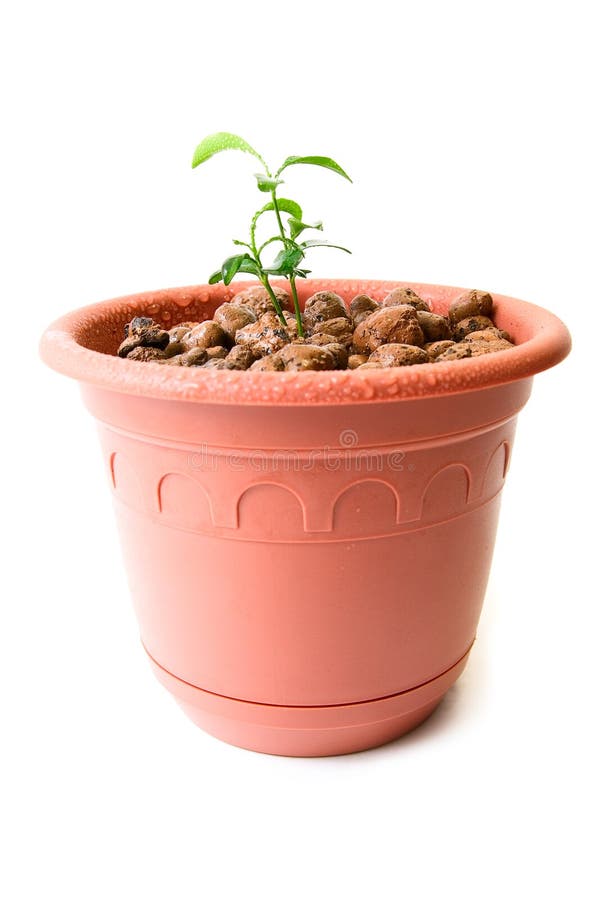 Baby Plant in Small Flower Pot Stock Image Image of isolated