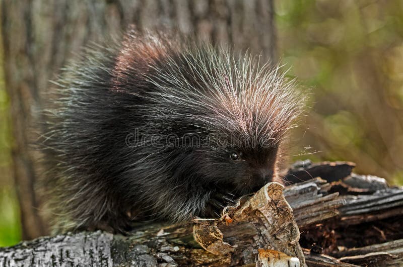 American Porcupine Quills Defense Wildlife Stock Photo - Image of wild,  quills: 27375796