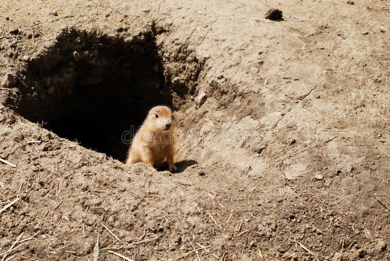 Baby prairie dog by his den