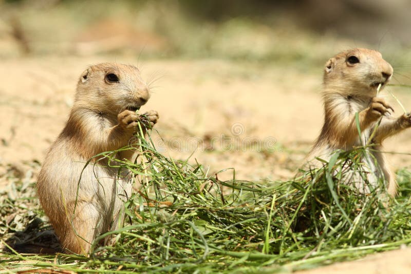 Baby prairie dogs standing and eating