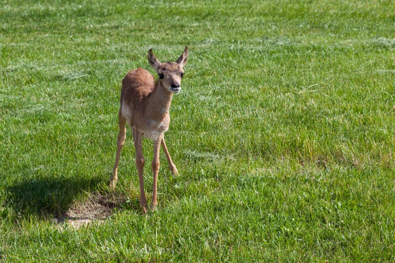 A curious baby pronghorn stands awkwardly in a green field with afternoon sunshine.