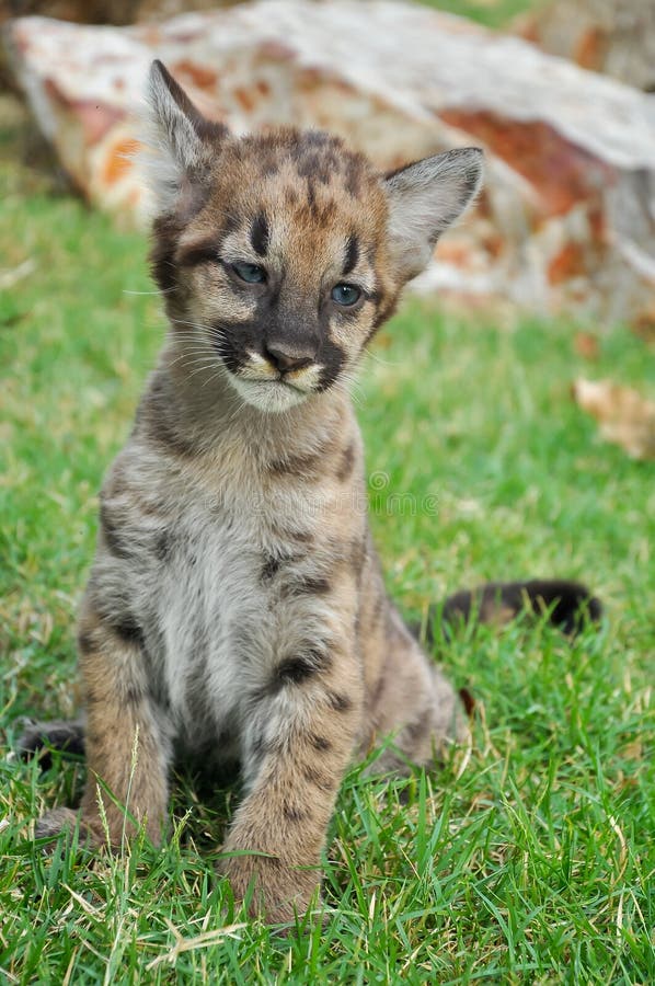 344 Baby Puma Photos - Free \u0026 Royalty 