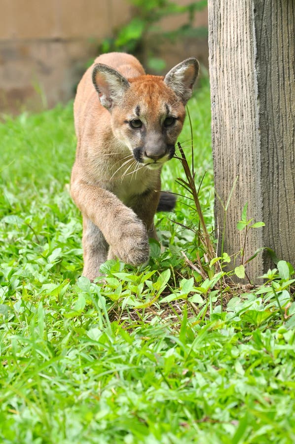 Baby Puma