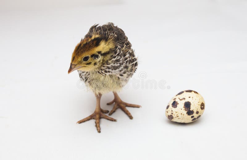 2,697 Baby Quail Stock Photos Free & RoyaltyFree Stock Photos from