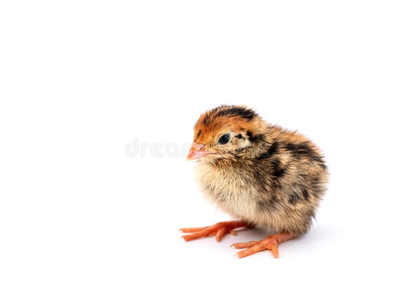The Baby Quail in the Nest is Out of the Egg Stock Photo Image of thermostat, young 202766124