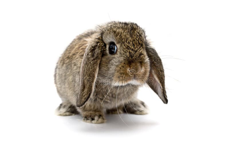 Baby rabbit stock image. Image of cute, ears, animal - 20074525