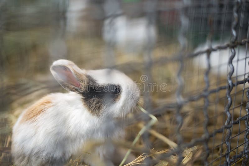 Baby Rabbit in a Cage stock image. Image of pets, cage 67881051