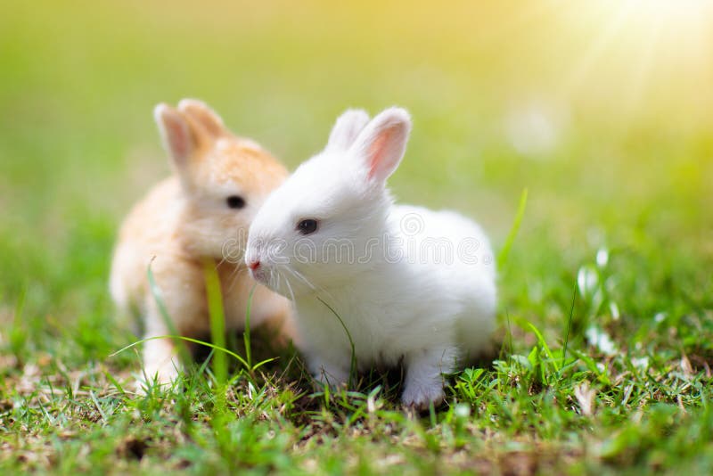 Un nino conejo comer césped externo sobre el soleado verano.