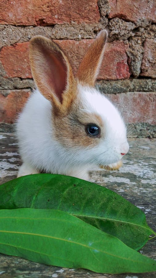 A Baby Rabbit Looking Ahead Stock Photo Image of rabbit, born 170171978