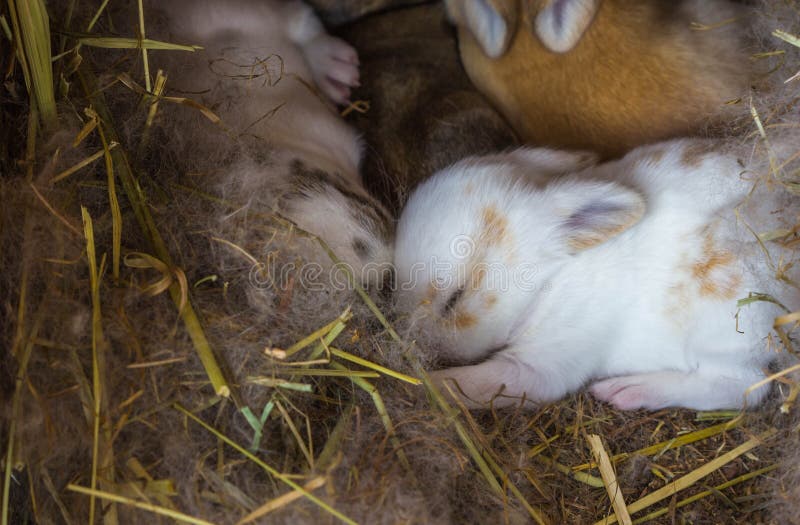 Baby Rabbit Sleep Selective Focus Stock Image Image of black, rabbit