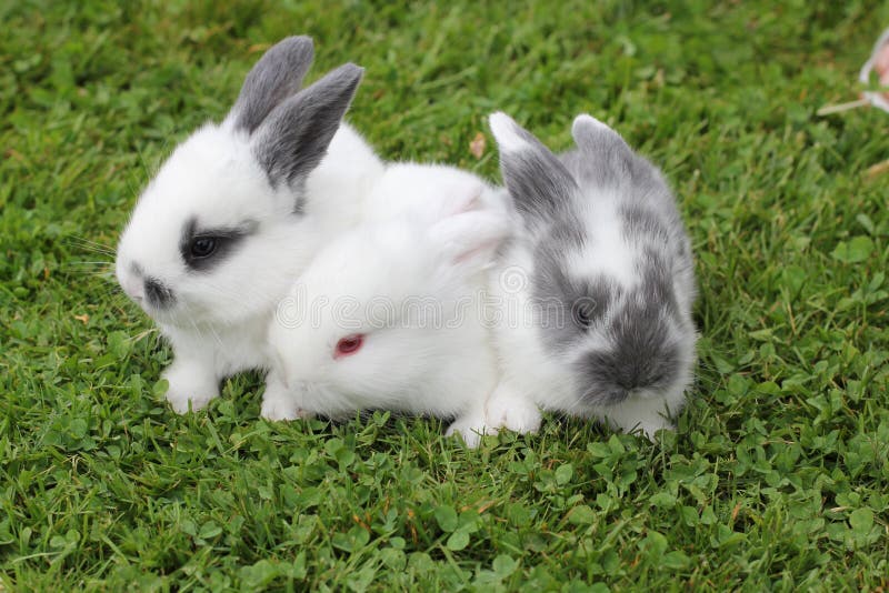 Baby rabbits in grass stock image. Image of mammal, white 163165365