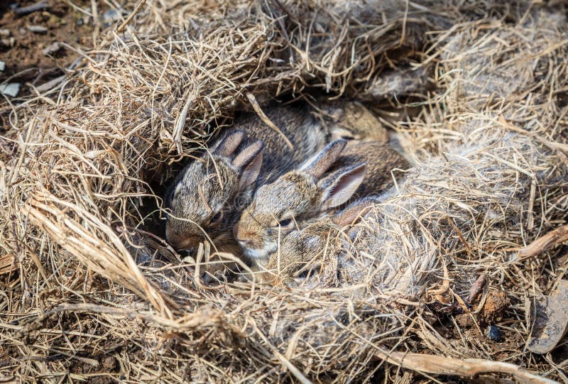 Baby Rabbits In The Nest Stock Photo Image Of Litter 138297972