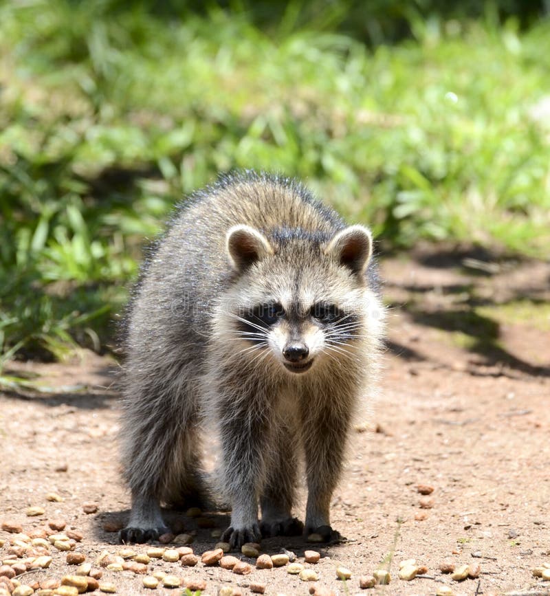 Raccoon Feeding. a Raccoon Takes Food from a Child`s Mittens Stock