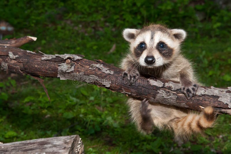 Baby Raccoon Learning To Climb. Stock Image Image of furry, amusing
