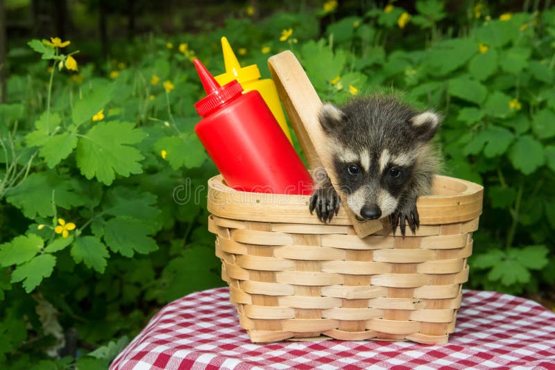 Baby In A Basket On A Doorstep Stock Photo, Picture and Royalty Free Image.  Image 15440807.