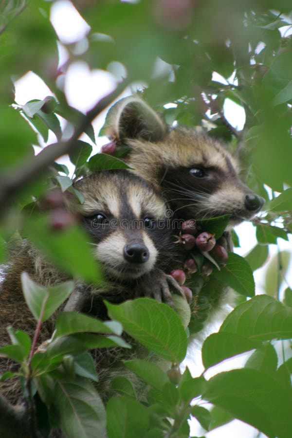 Baby Raccoons