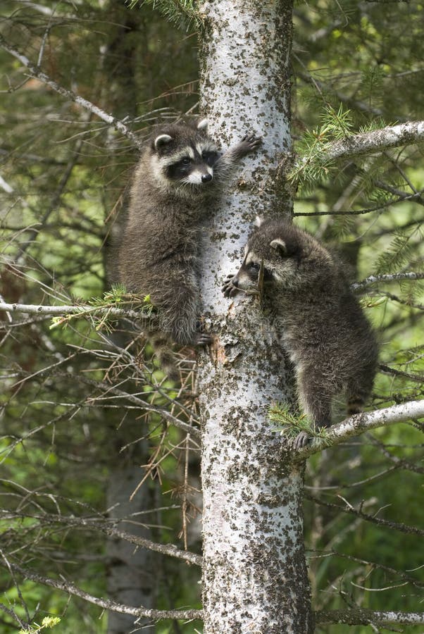 3,540 Animals Climb Tree Stock Photos - Free & Royalty-Free Stock Photos from Dreamstime 3,540 Animals Climb Tree Stock Photos - Free & Royalty-Free Stock Photos from Dreamstime