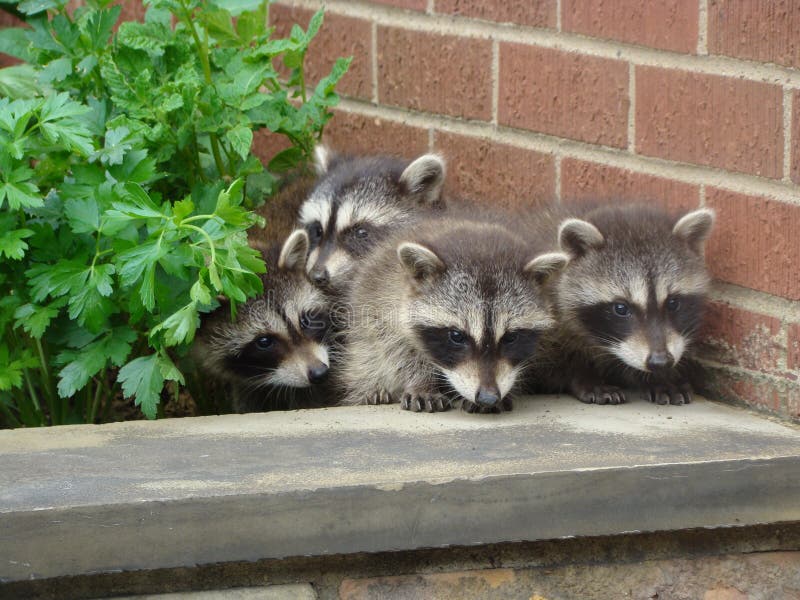 Baby Raccoons in the Garden