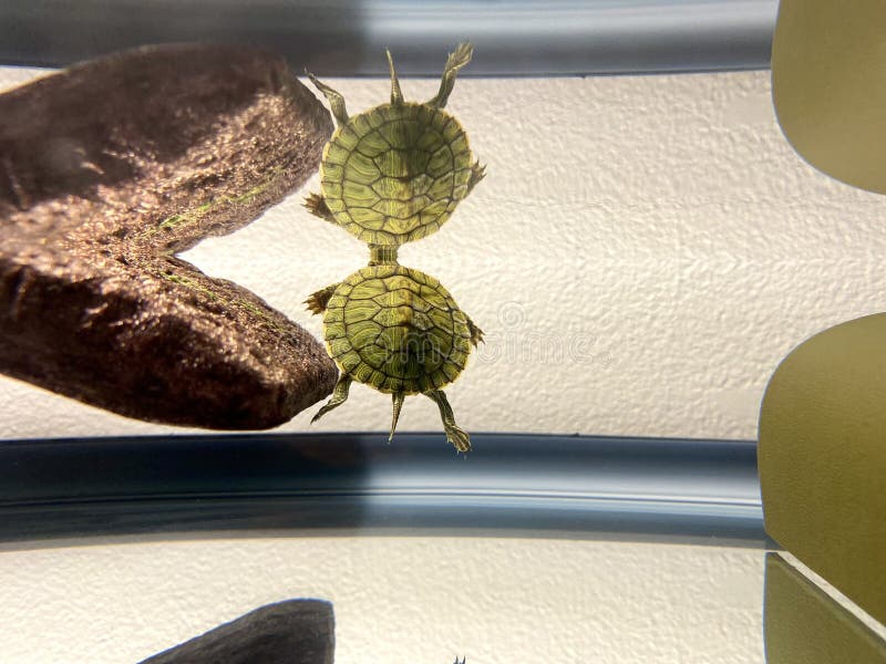 Baby Turtle Floating Water Stock Photos Free & RoyaltyFree Stock