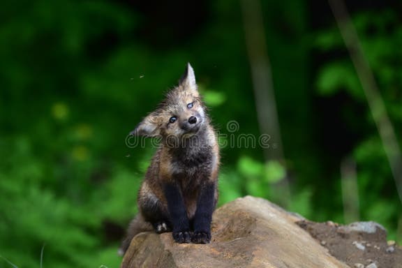 6,386 Baby Red Fox Stock Photos - Free & Royalty-Free Stock Photos from ...