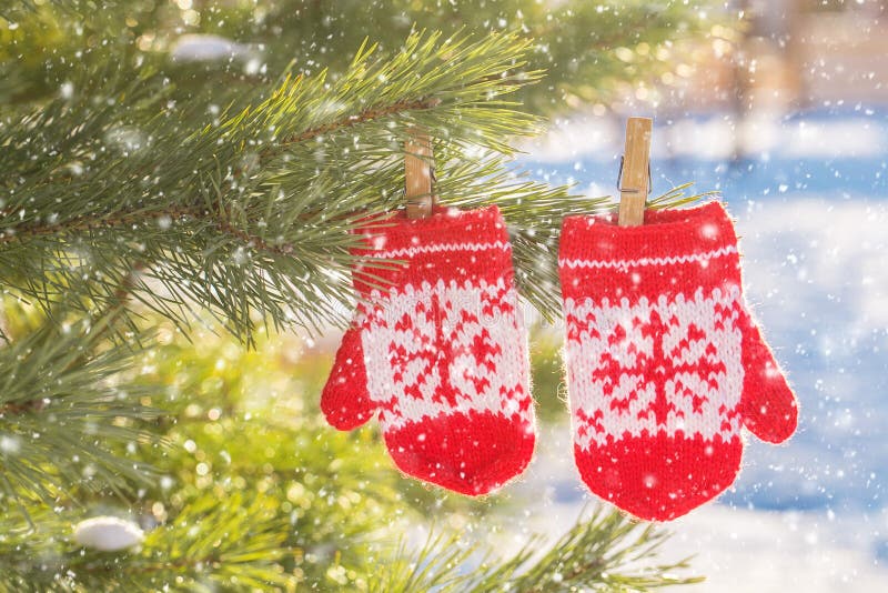Baby Red Mittens on Winter Pine Tree. Copy Space. Stock Photo Image