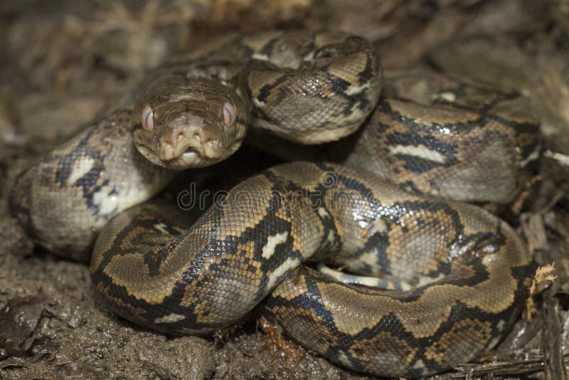 Baby Reticulated Python Python reticulatus royalty free stock photos Baby Reticulated Python Python reticulatus royalty free stock photos