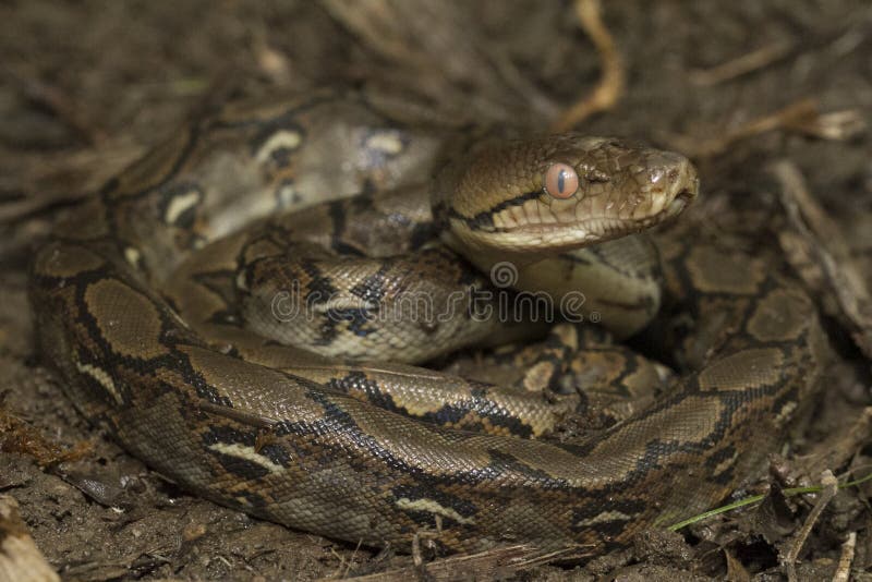 Baby Reticulated Python Python reticulatus stock photography Baby Reticulated Python Python reticulatus stock photography