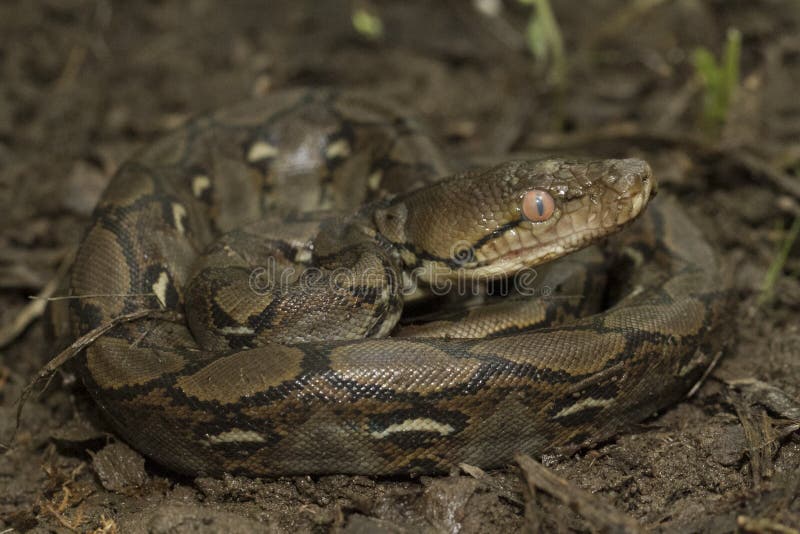 Baby Reticulated Python Python reticulatus stock photo Baby Reticulated Python Python reticulatus stock photo