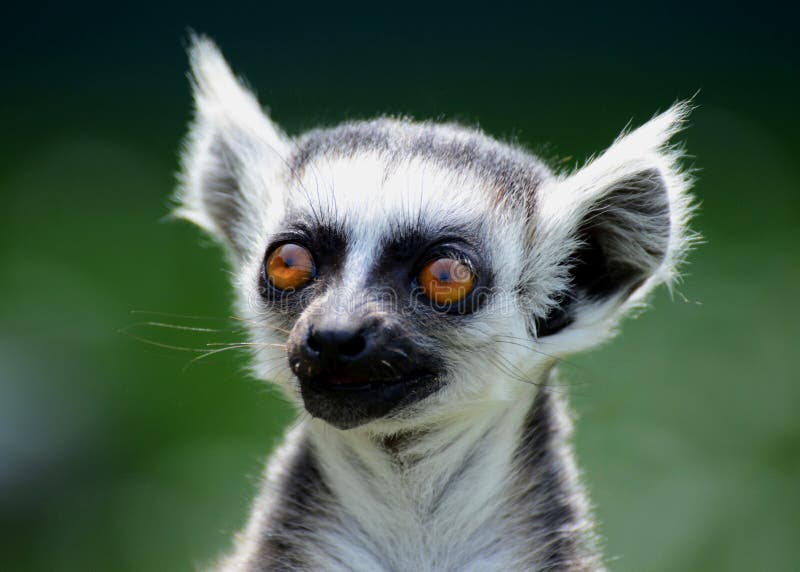 Baby RingTailed Coati (Nasua Nasua Rufa) Looking To the Side, Taken in