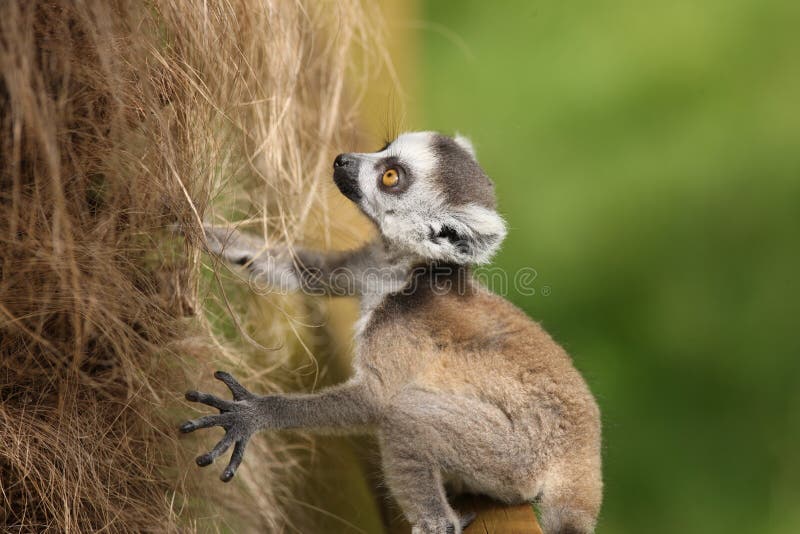 Baby Ring-Tailed Lemur