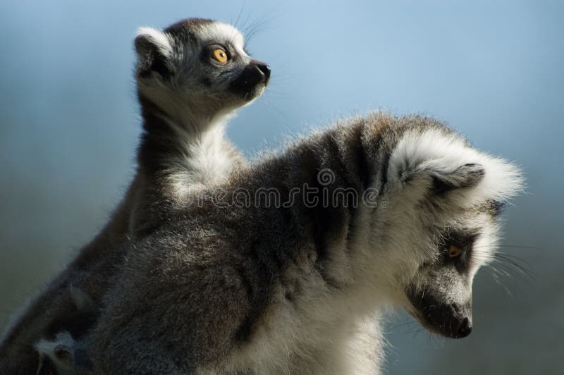 Baby ring-tailed lemur