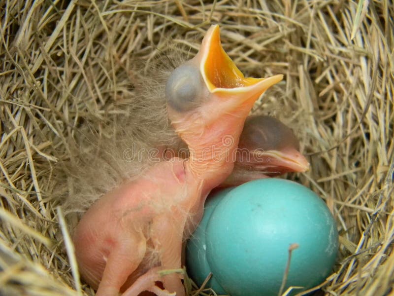 Toto hniezdo dieťa robins boli nájdené v našej lezenie ružové kríky.