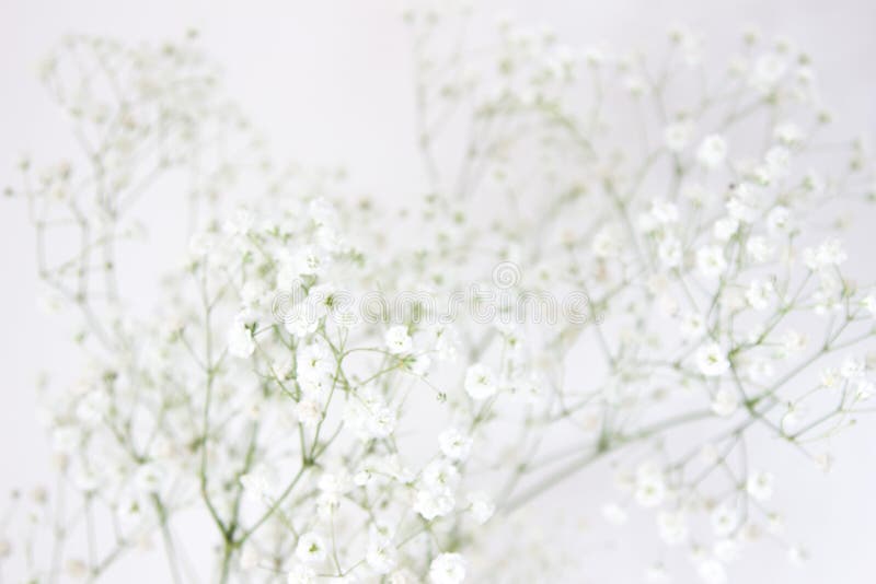 Babyâ€™s Breath, Babyâ€™s Breath Flower