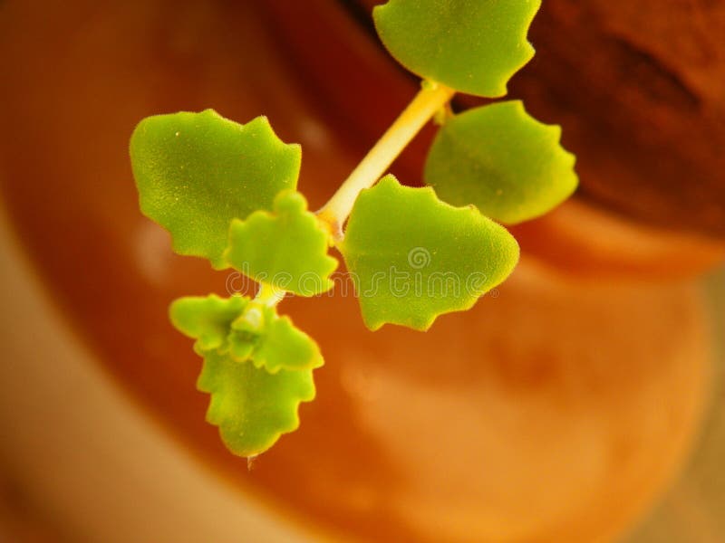 Baby`s tear macro plant green creeper. Macro of a creeper leafy green ornamental plant called Baby`s Tear stock image