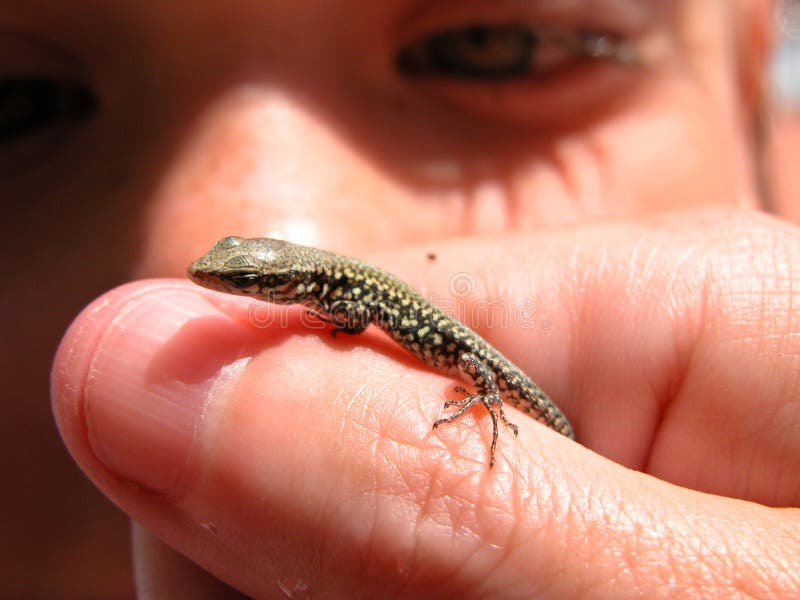 A baby Salamander