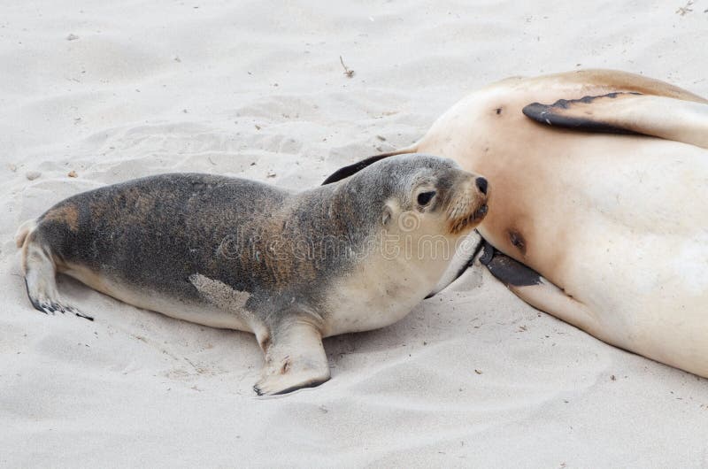 Baby Sea Lion royalty free stock photography Baby Sea Lion royalty free stock photography