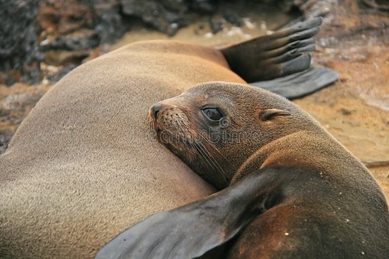 Baby sea lion with his mom on a Beach royalty free stock images Baby sea lion with his mom on a Beach royalty free stock images