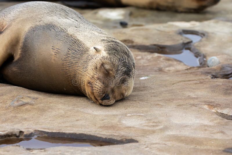 Baby Sea Lion Pup sleeping on the rocks royalty free stock photography Baby Sea Lion Pup sleeping on the rocks royalty free stock photography