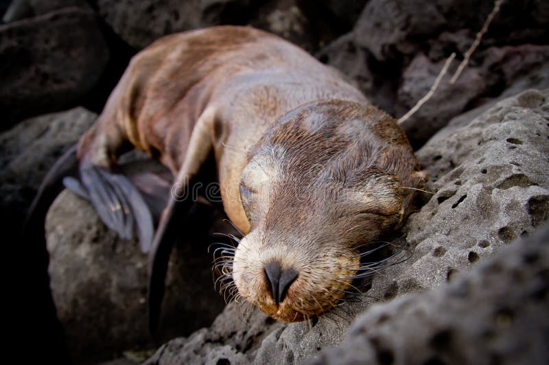 Baby sea lion sleeping in the Galapagos Islands royalty free stock images Baby sea lion sleeping in the Galapagos Islands royalty free stock images