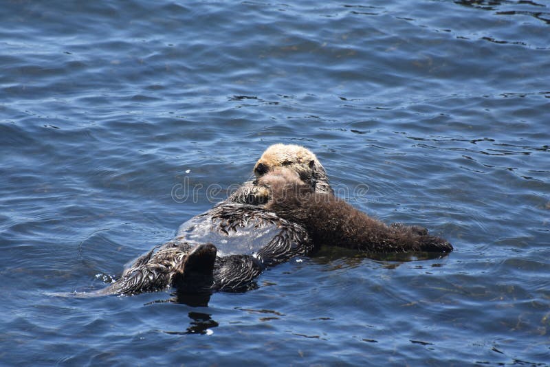 Baby Sea Otter Pup Cuddling Up to It`s Mom royalty free stock images Baby Sea Otter Pup Cuddling Up to It`s Mom royalty free stock images