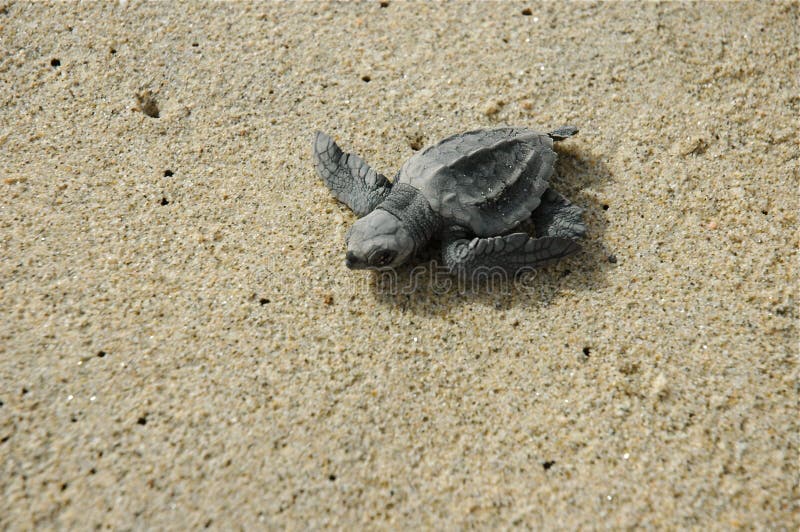 Baby Sea Turle Los Cabos Mexico