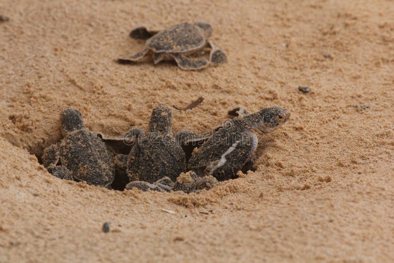 Turtle Hatching Stock Photos - Free & Royalty-Free Stock Photos from Dreamstime