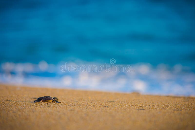 Baby sea turtle makes its way back to the ocean.