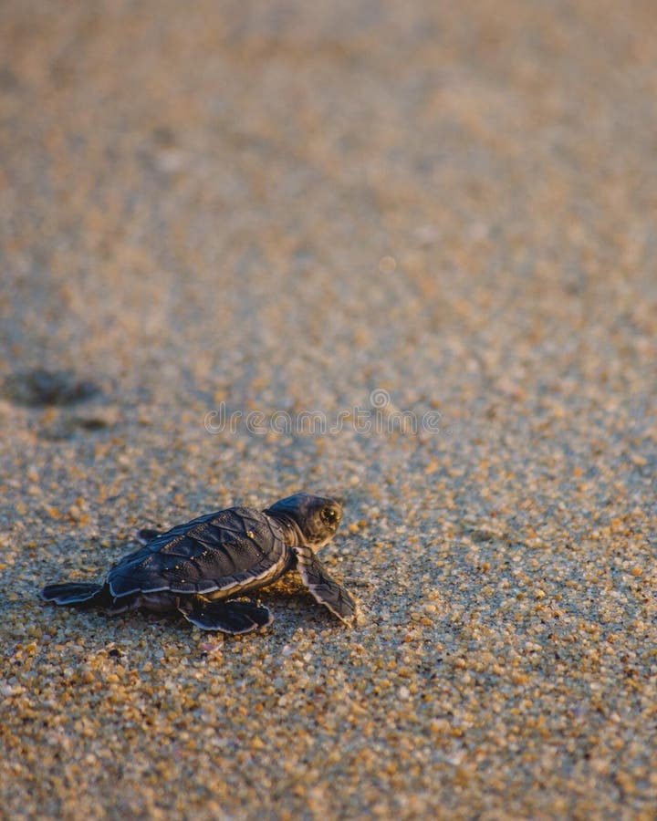 Baby sea turtle makes its way back to the ocean.