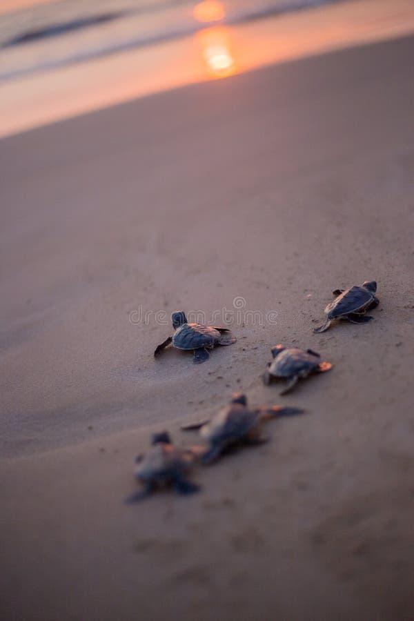 Baby Sea Turtle in the way to the sea