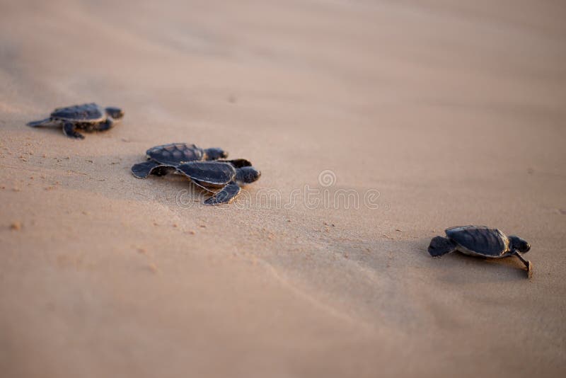 Baby Sea Turtle in the way to the sea