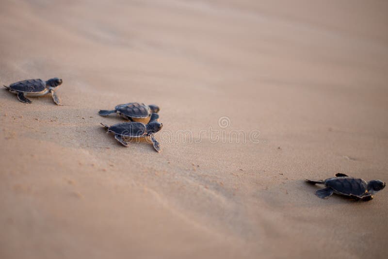 Baby Sea Turtle in the way to the sea