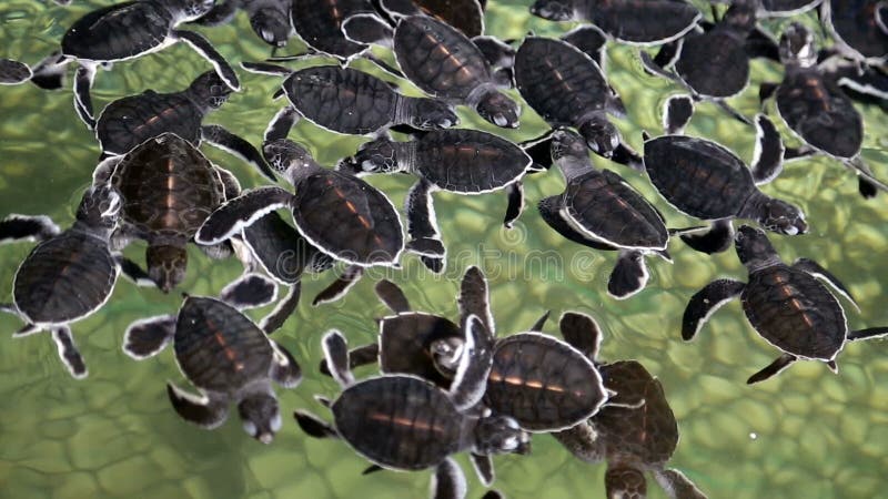 Baby Sea turtles