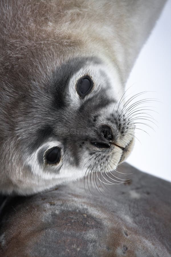 Baby seal close to mom stock photo Baby seal close to mom stock photo