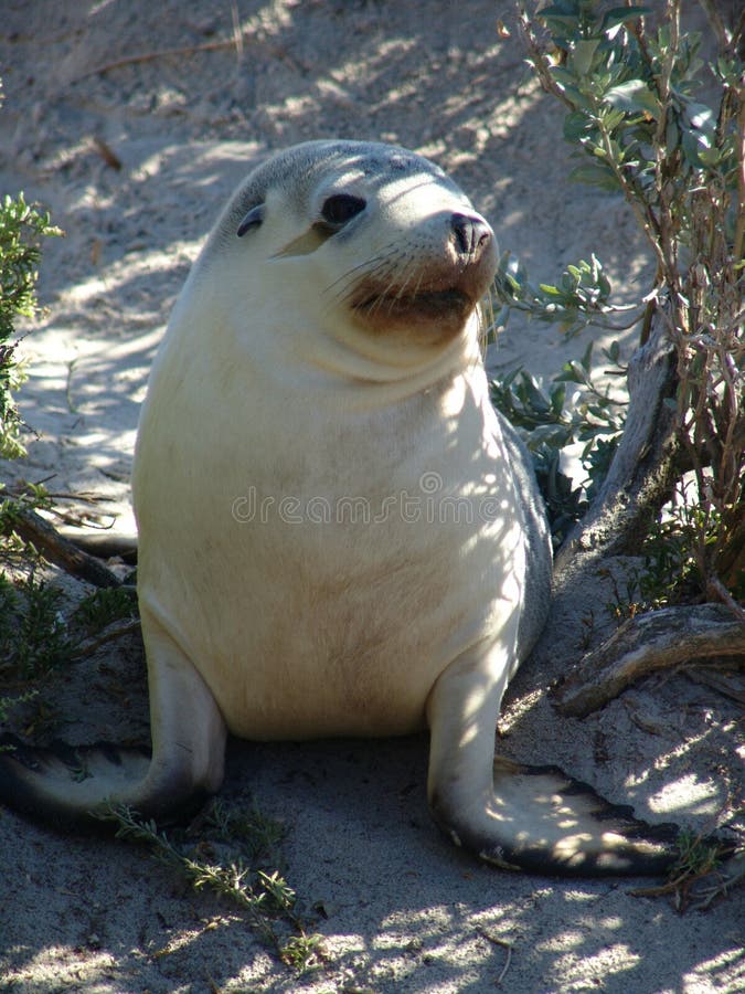 Baby seal on land stock image. Image of exhaustion, heat 2002841